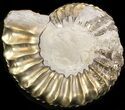 Pyritized Pleuroceras Ammonite - Germany #42720-1